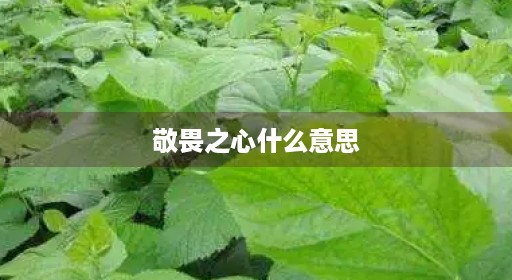 敬畏自律三种之心缺少什么简单意思一句话