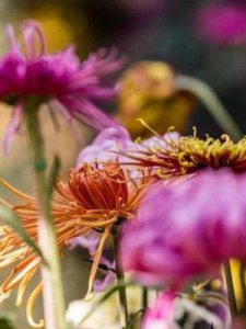 ​什么的菊花(什么的菊花填颜色)