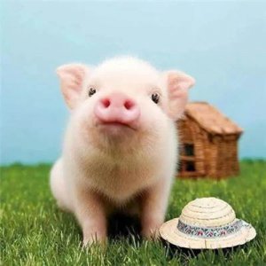 ​春华秋实打一生肖是什么？（万里春归山水欢猜一生肖）