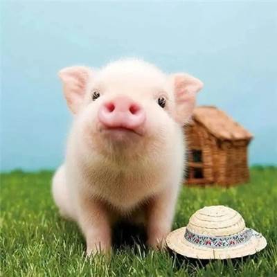 春华秋实打一生肖是什么？（万里春归山水欢猜一生肖）