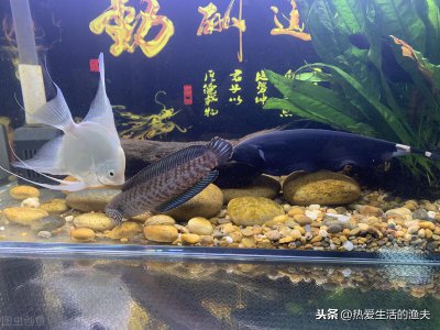 ​小型鱼缸适合养的十种鱼（家庭小鱼缸饲养什么观赏鱼为好）