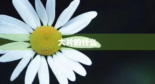 大片的什么
