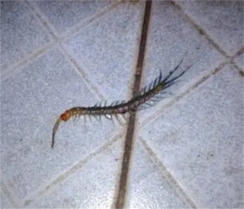 ​蜈蚣会从卫生间下水道上来吗