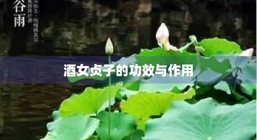 酒区别草点女贞子的酒功效墨旱与用的女贞作用炒制用量用的病