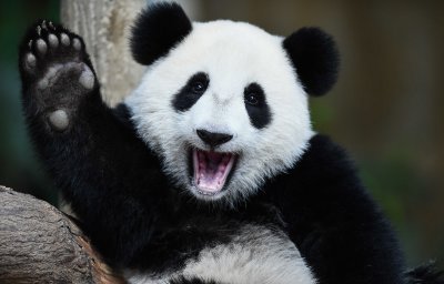 ​熊猫为什么只有中国有（国宝熊猫是我国独一无二拥有的吗）