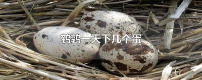 ​鹌鹑一天下几个蛋