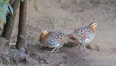 ​野生竹鸡是几级保护动物