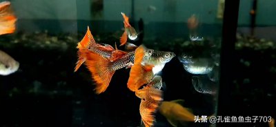 ​孔雀鱼生小鱼前兆图解（孔雀鱼母鱼繁殖前的四大征兆）