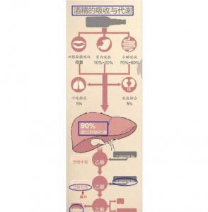 ​一两酒后多久可以开车(喝酒一两多久可以开车)