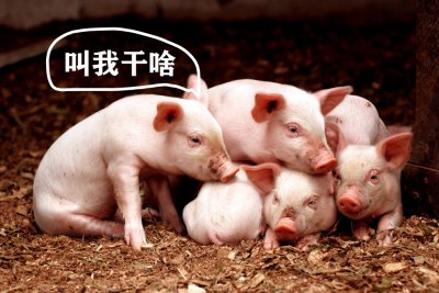 ​猪是杂食动物吗（深度解析猪不吃肉还能胖起来的原因）