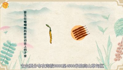 ​冬虫夏草是什么