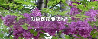​紫色槐花能吃吗?