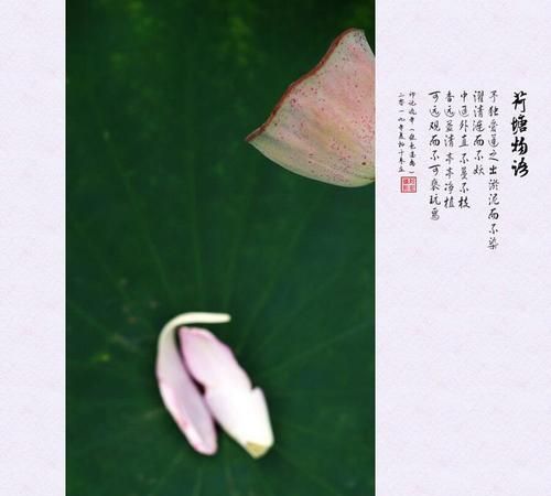 荷叶罗裙一色裁的下一句,荷叶罗裙一色裁,芙蓉向脸两边开的意思图3