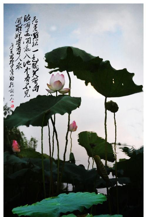 荷叶罗裙一色裁的下一句,荷叶罗裙一色裁,芙蓉向脸两边开的意思图4
