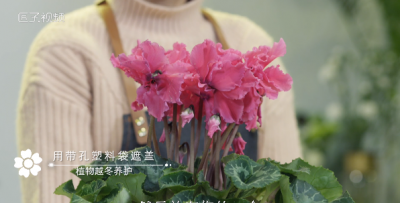 ​花卉越冬防寒的方法是什么