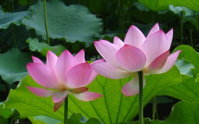 ​莲花的象征意义