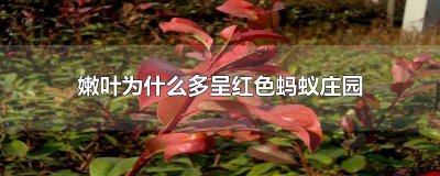 ​嫩叶为什么多呈红色蚂蚁庄园