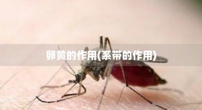 ​卵黄的作用(系带的作用)
