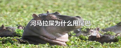​河马拉屎为什么甩尾巴