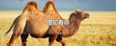 ​骆驼寿命