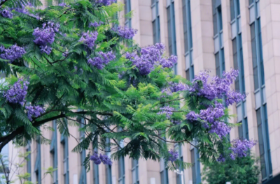 ​世界上花语最冷漠的花（蓝楹花的花语介绍）