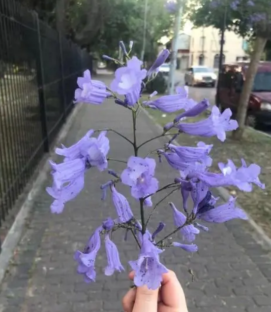 世界上花语最冷漠的花（蓝楹花的花语介绍）