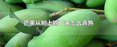​芒果从树上摘下来怎么弄熟