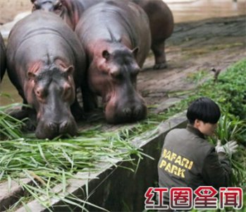 ​李宇春喂河马掉进沟里李宇春和男友李炳辰结婚了吗