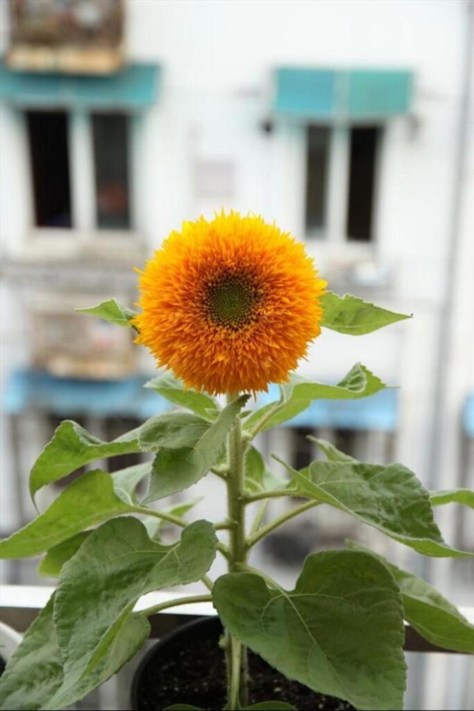 黄豆树什么样子_好看又能入药的花