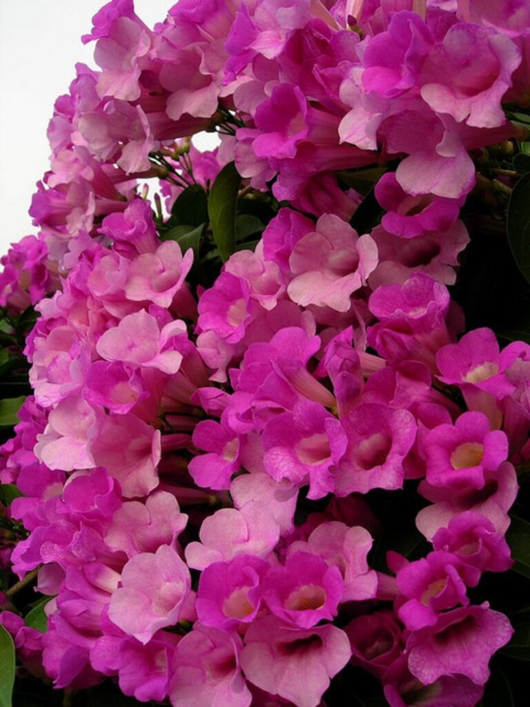 黄豆树什么样子_好看又能入药的花