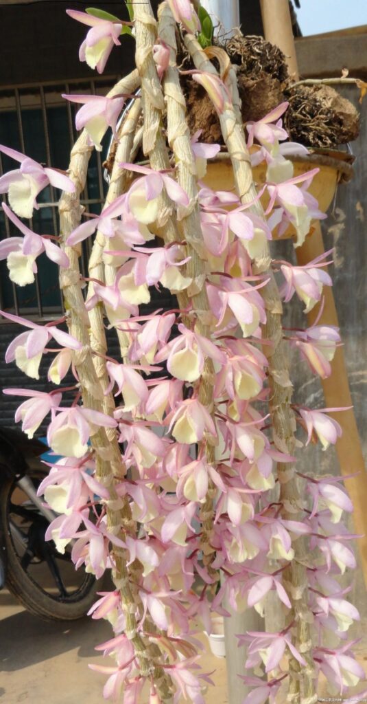 黄豆树什么样子_好看又能入药的花