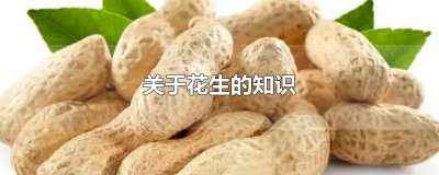 ​关于花生的知识