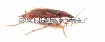 ​杀虫剂喷蟑螂是死了还是晕了