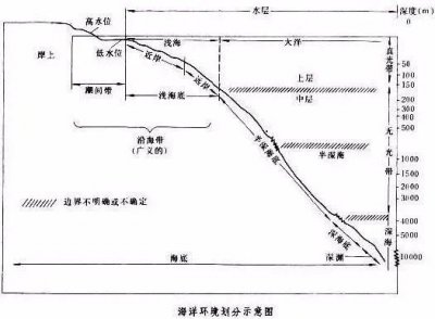 ​关于海底世界的资料_海洋深度各各水层都有那些生物