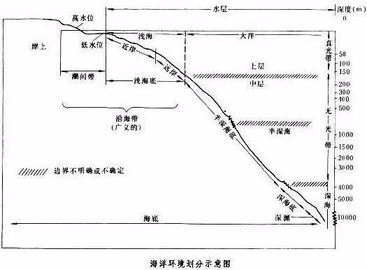 关于海底世界的资料_海洋深度各各水层都有那些生物