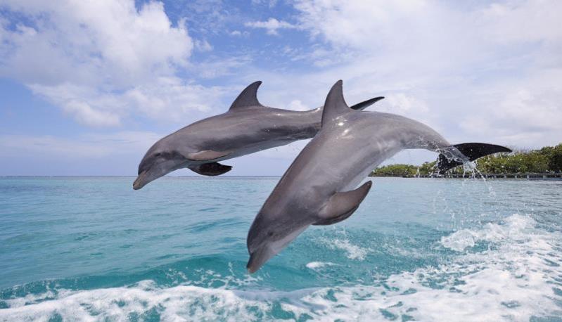 关于海底世界的资料_海洋深度各各水层都有那些生物
