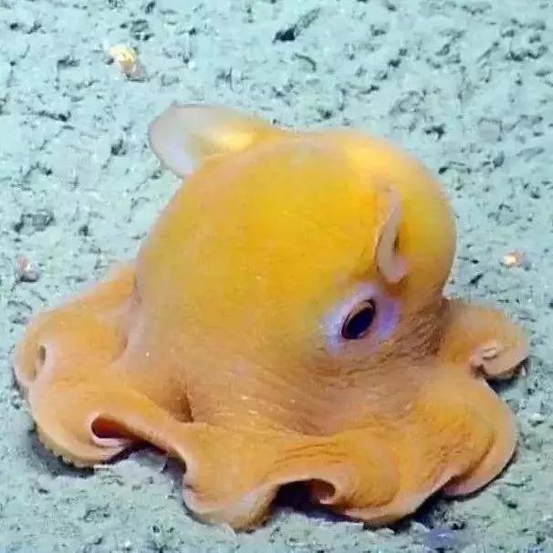 关于海底世界的资料_海洋深度各各水层都有那些生物