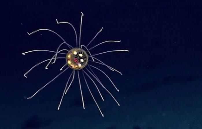 关于海底世界的资料_海洋深度各各水层都有那些生物