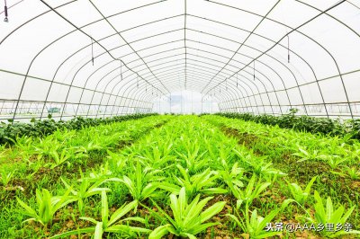 ​磷酸二氢钾对植物的作用和功效（磷酸二氢钾使用八大禁忌）