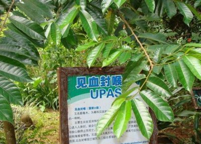 ​世界上最毒的树叫什么名字（介绍一下全球最危险的树木）