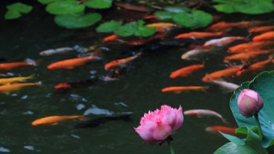 ​连年有余的连的谐音