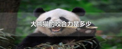 ​大熊猫的咬合力是多少