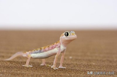 ​为什么壁虎被称为五毒动物之一（它究竟有什么毒性）