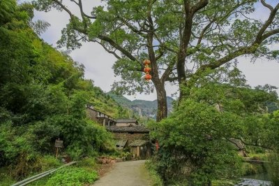 ​法国梧桐树真害人不浅（4种绿化树被网友成为“害人树”）