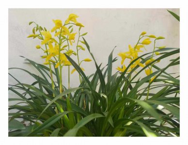 ​多菌灵喷叶还是灌根好（多菌灵灌根还是喷施效果好）
