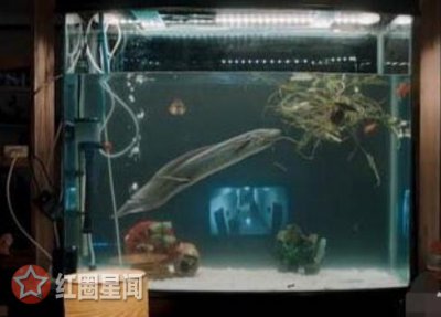 ​白夜追凶老虎被吃寓意关宏峰被抓吗谁进监狱了