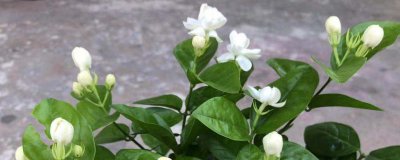 ​虎头茉莉春季如何修剪