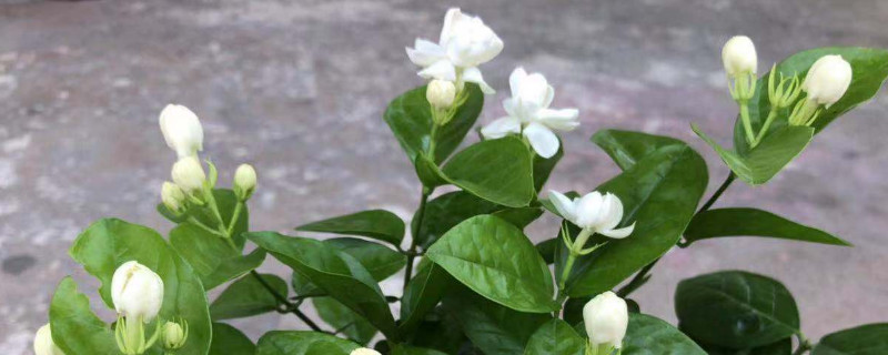 虎头茉莉春季如何修剪(图1)