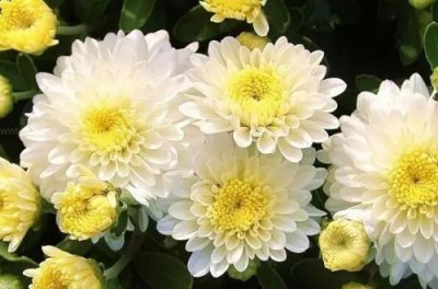 ​盆栽菊花的养殖方法和注意事项