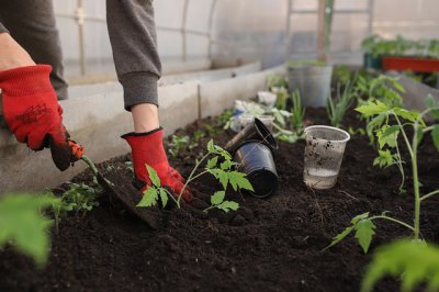 ​西红柿的种植方法